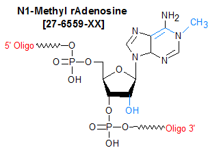 picture of N1-Methyl rAdenosine (m1A)